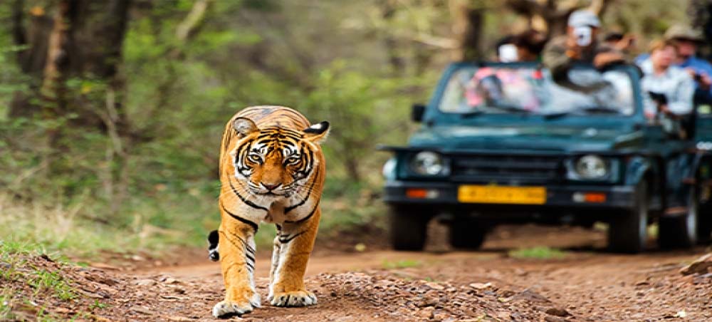 Wildlife Tours in India